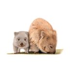 Wombats "By My Side" by Tasha Waller