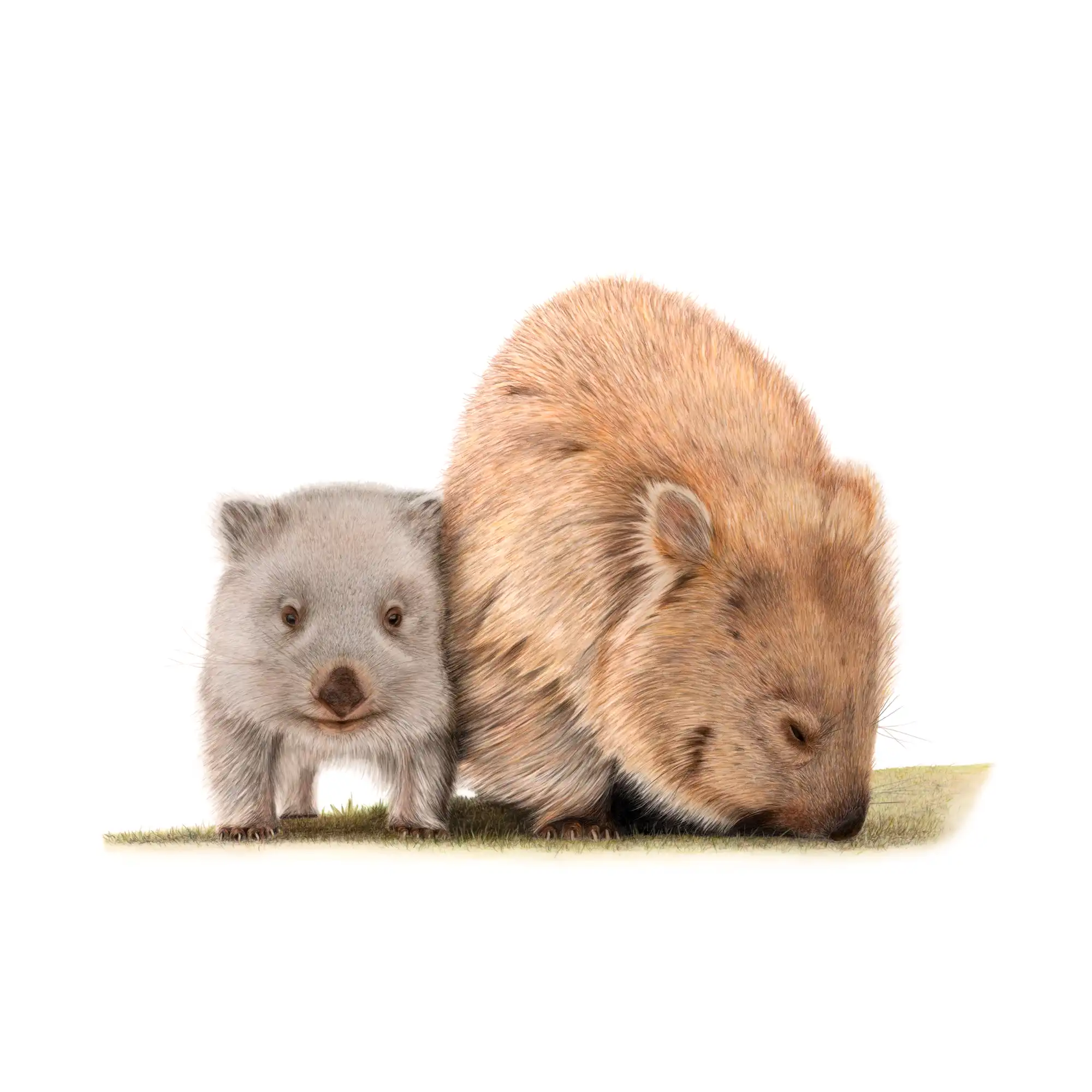 Wombats "By My Side" by Tasha Waller