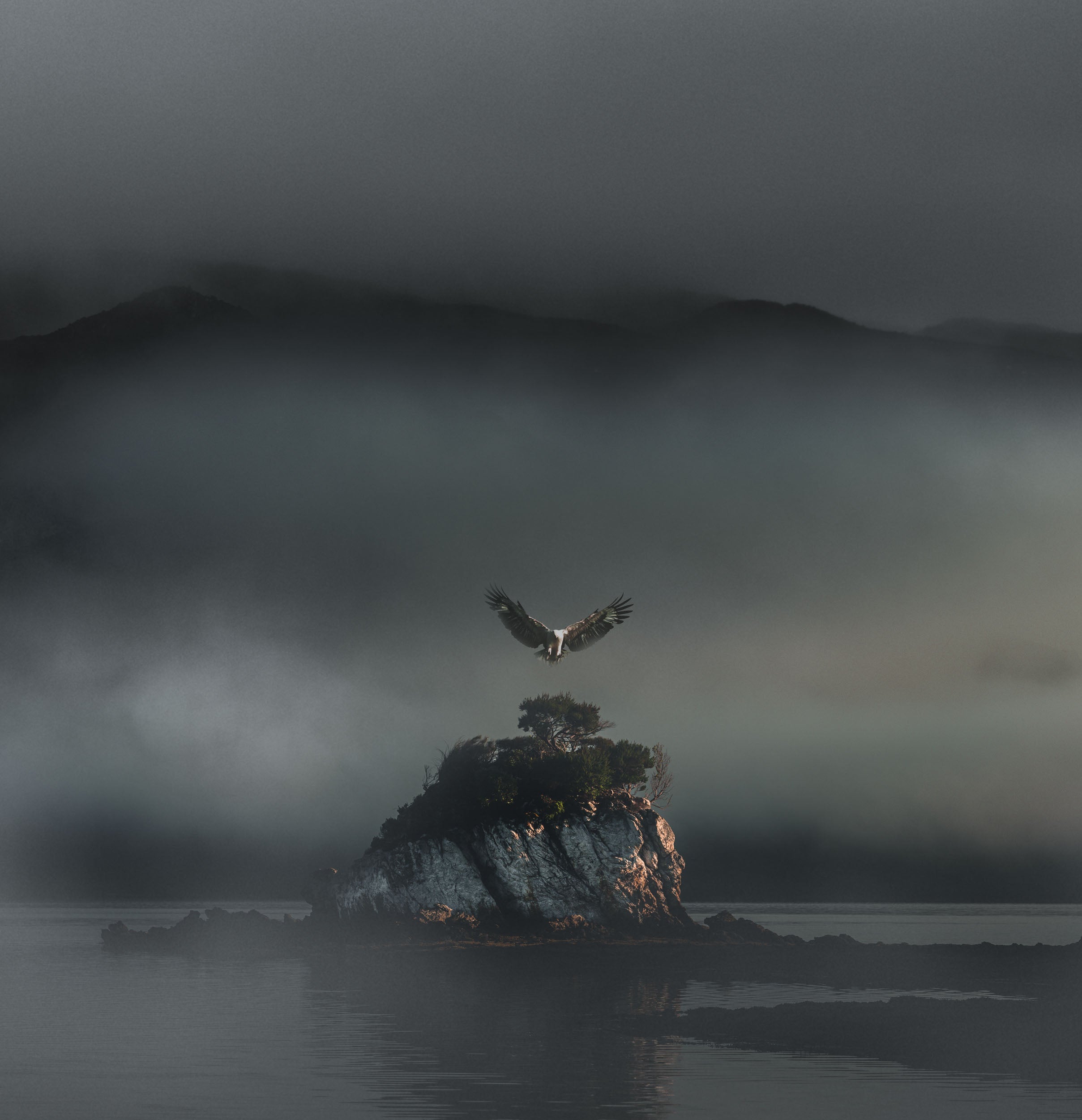 Lost in the Wild Pine by Andrew Wilson