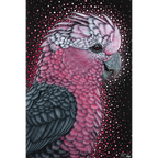 Galah by Reuben Oates