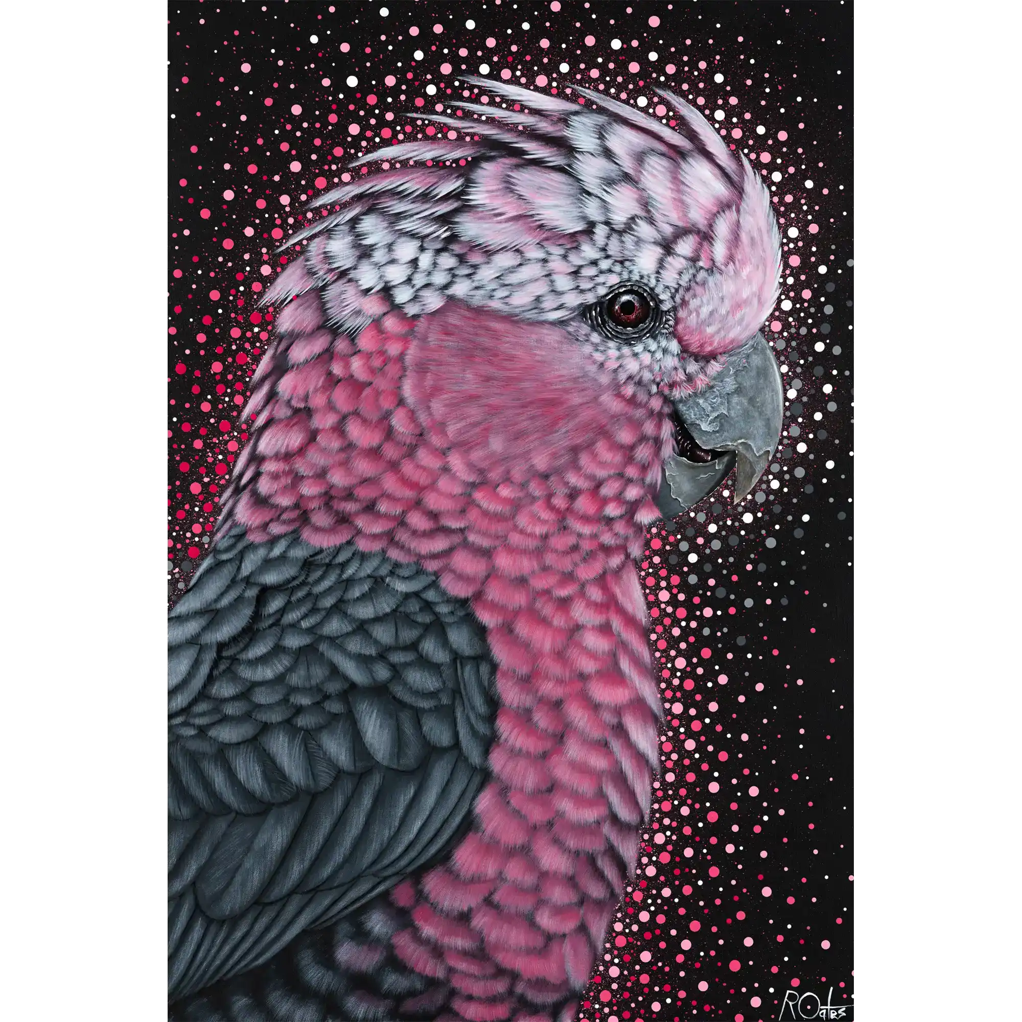 Galah by Reuben Oates