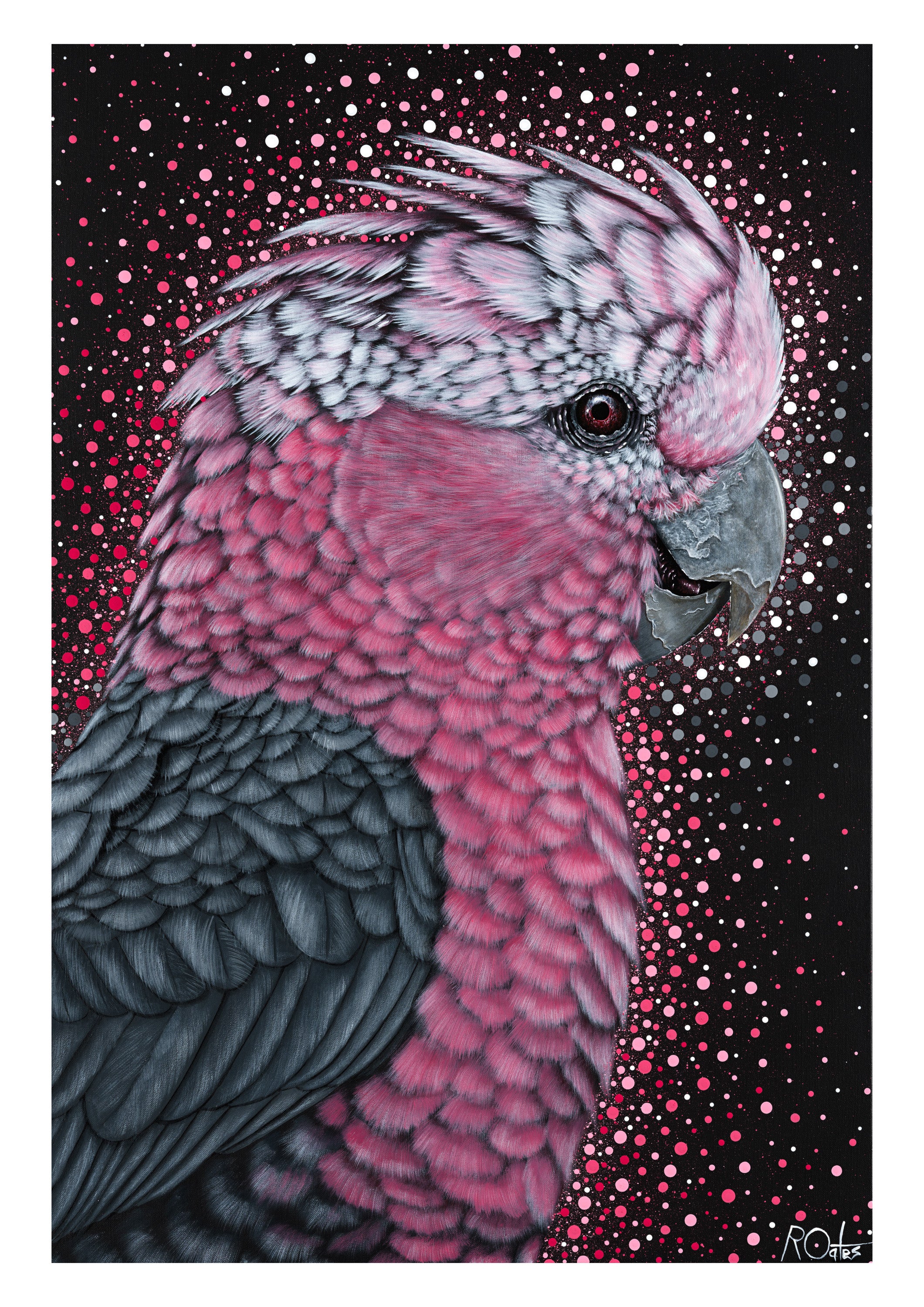 Galah by Reuben Oates