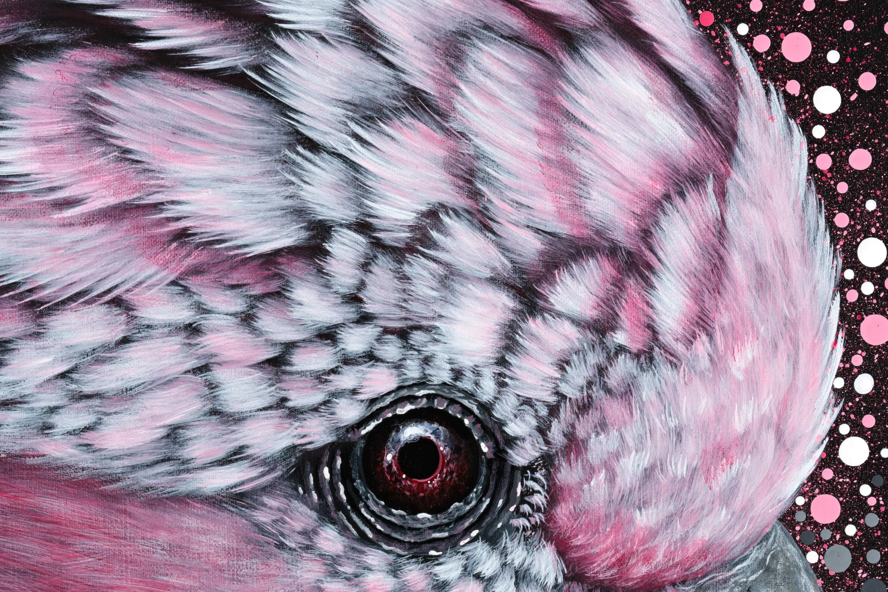 Galah by Reuben Oates
