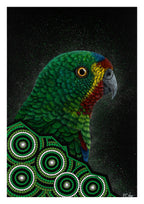 Swift Parrot by Reuben Oates