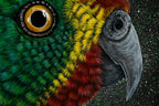 Swift Parrot by Reuben Oates
