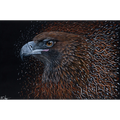 Wedge Tailed Eagle - Born Again by Reuben Oates