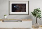 Wedge Tailed Eagle - Born Again by Reuben Oates