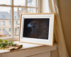 Wedge Tailed Eagle - Born Again by Reuben Oates