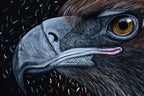 Wedge Tailed Eagle - Born Again by Reuben Oates