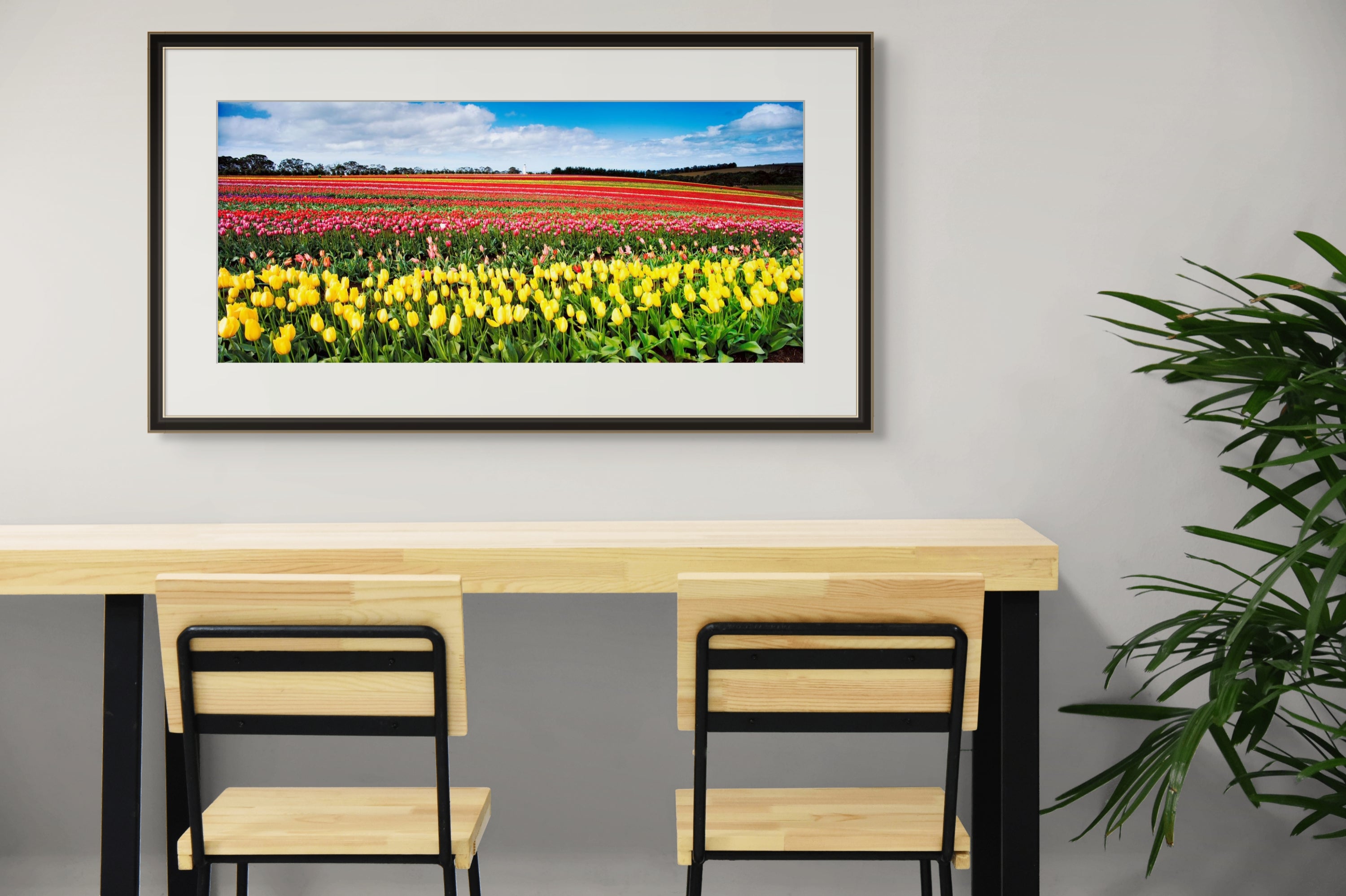 Table Cape Tulip Farm near Wynyard. (Panoramic) by Dennis Harding